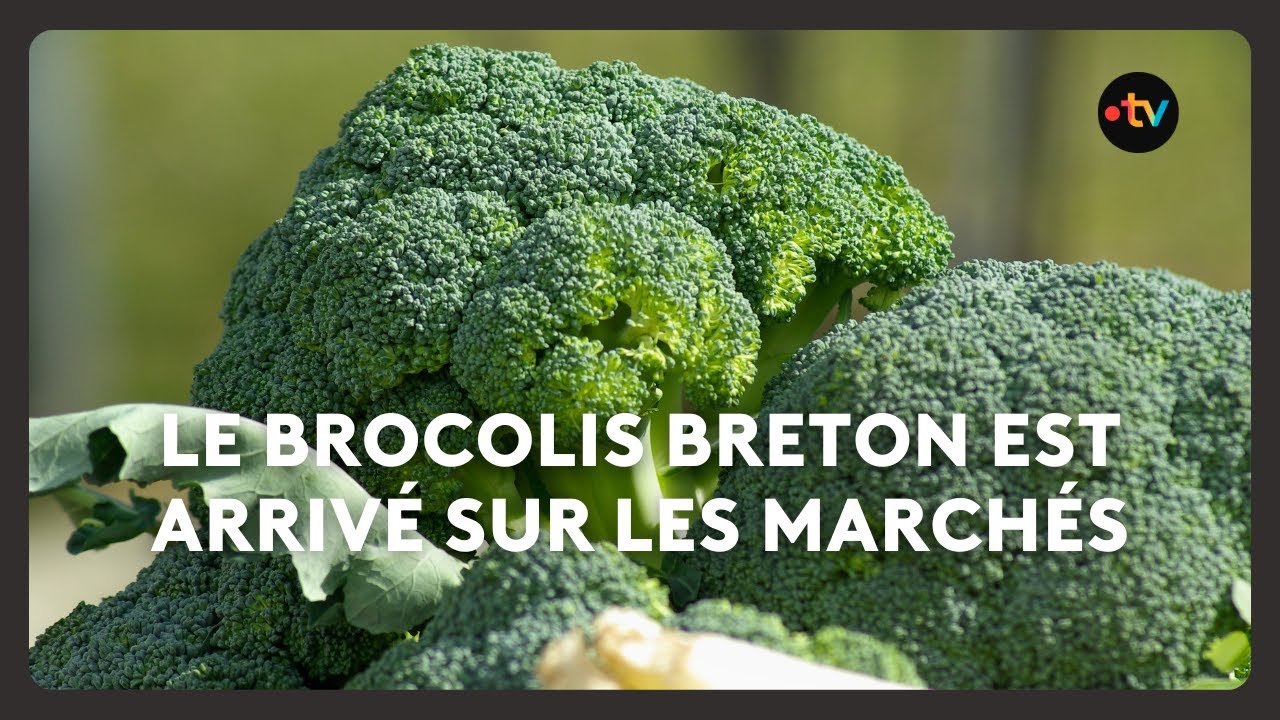Le brocolis Breton est arrivé sur les marchés