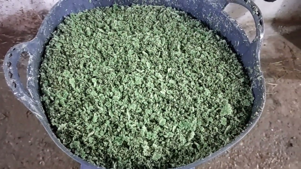 كيف يخلط الشعير المستنبت و الازولا مع باقي الأعلاف