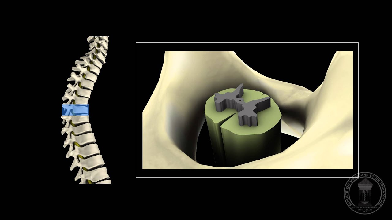 Neuroanatomy - The spinal cord