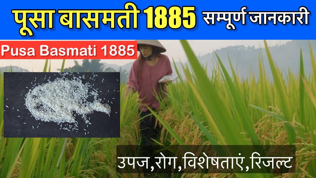 पूसा बासमती 1885 के बारे में पूरी जानकारी | Pusa Basmati 1885 paddy variety / 1885 paddy