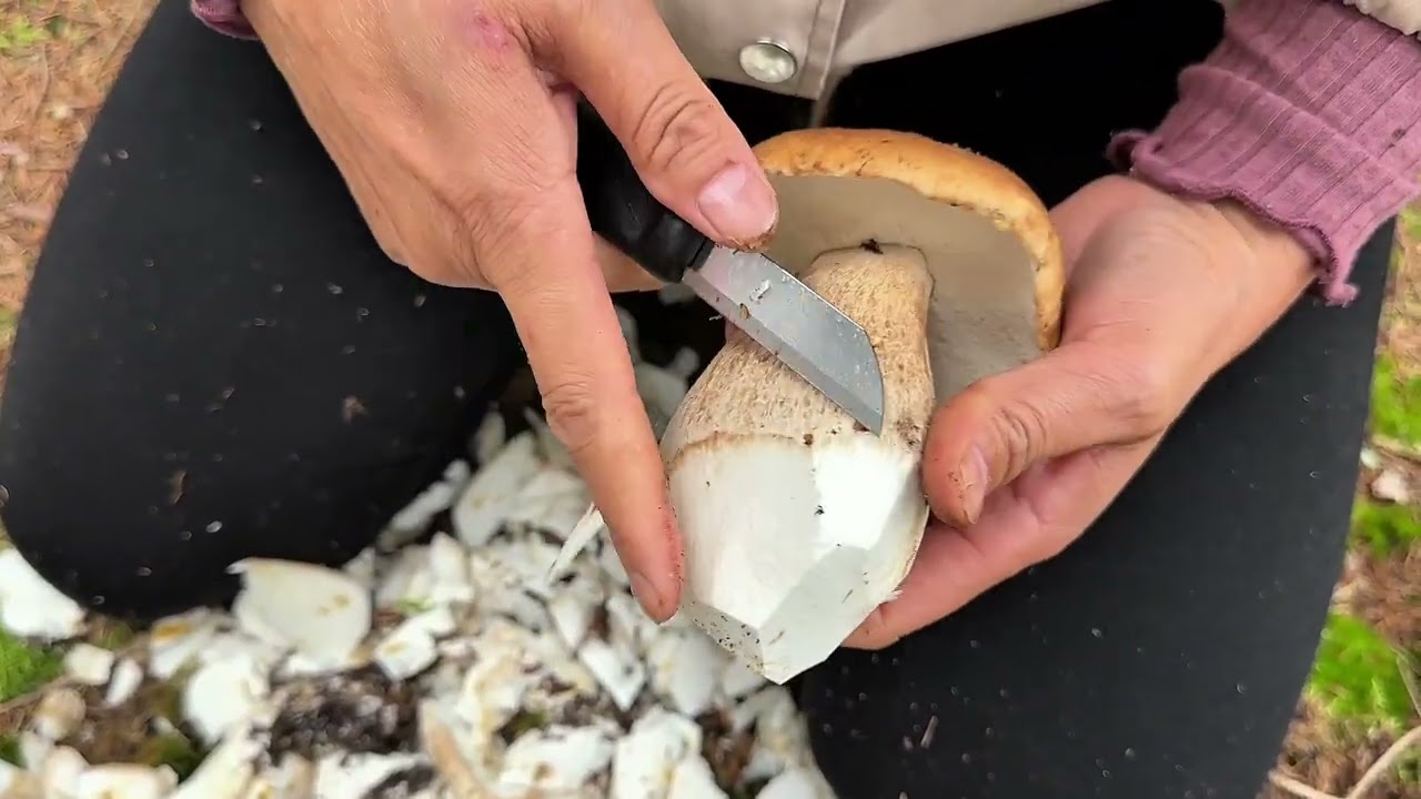 ตัดขาเห็ดของเห็ดคลิปล่าสุดจ้า