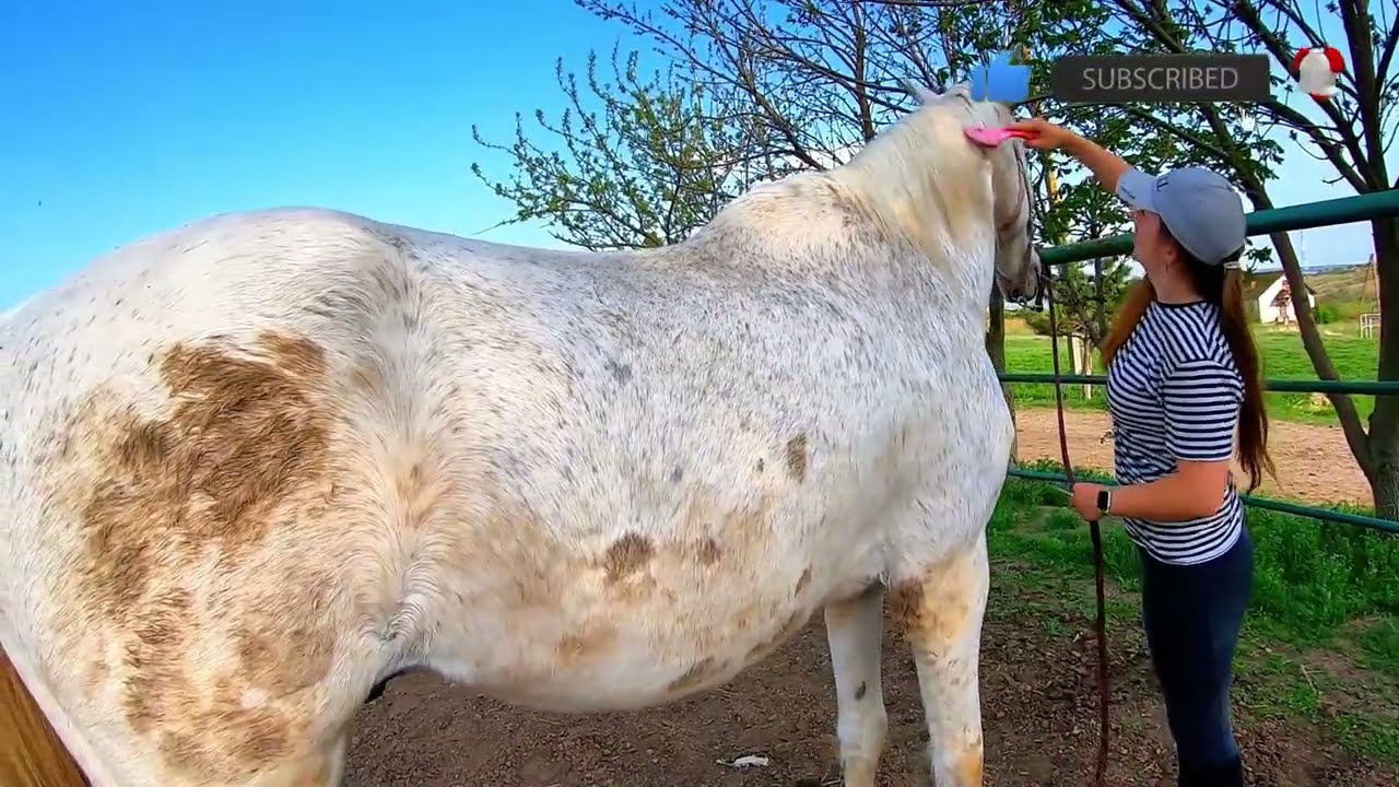 Horse in CRITICAL Shape Gets an Amazing Recovery! 😲 4K