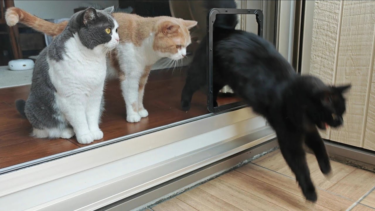ハーネスを着けずにお散歩できる猫の楽園がオープンしました
