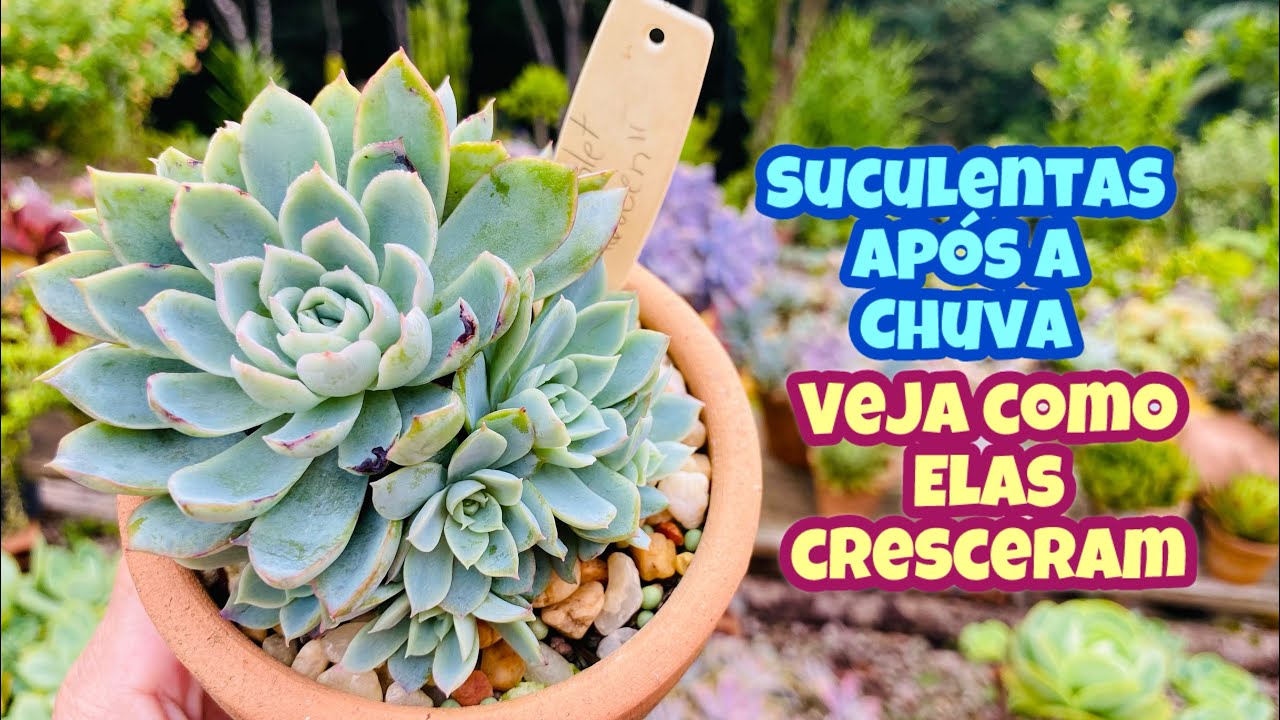 SUCULENTAS APÓS MUITOS DIAS DE CHUVA / VEJA COMO ELAS CRESCERAM 