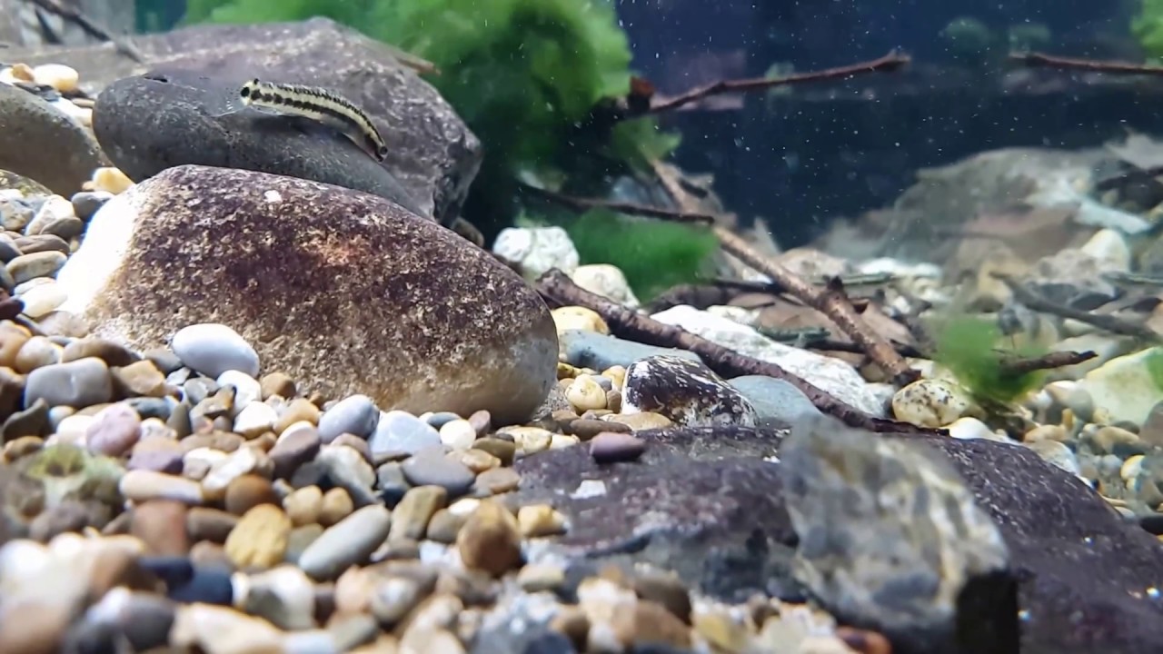 Hillstream biotoop bij Aquarium Speciaalzaak Utaka