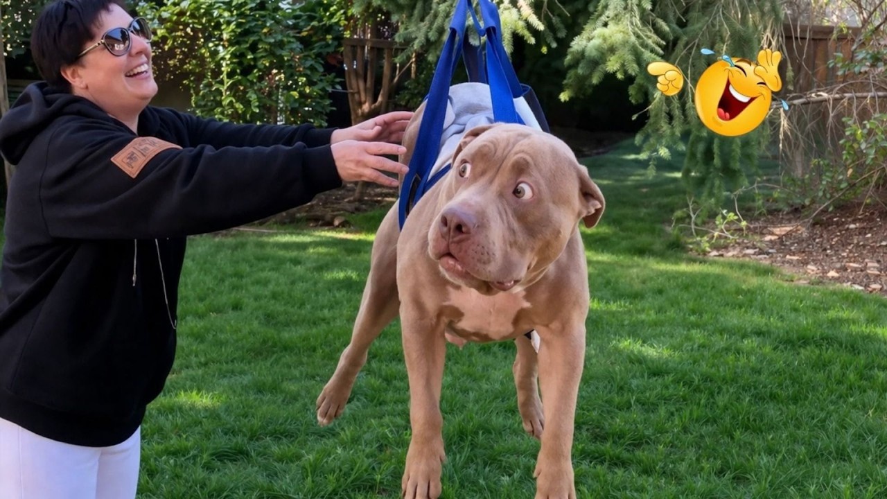 You Can&rsquo;t Stop Laughing At These Dogs 🤣 FUNNIEST DOGS Video 2026