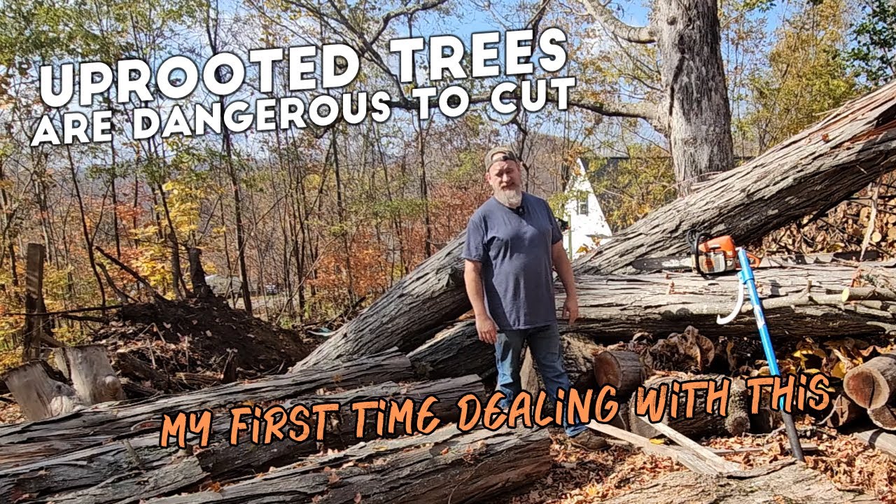 Cutting a Shagbark Hickory Log from its Root Ball (Hurricane Helene Uprooted Tree)