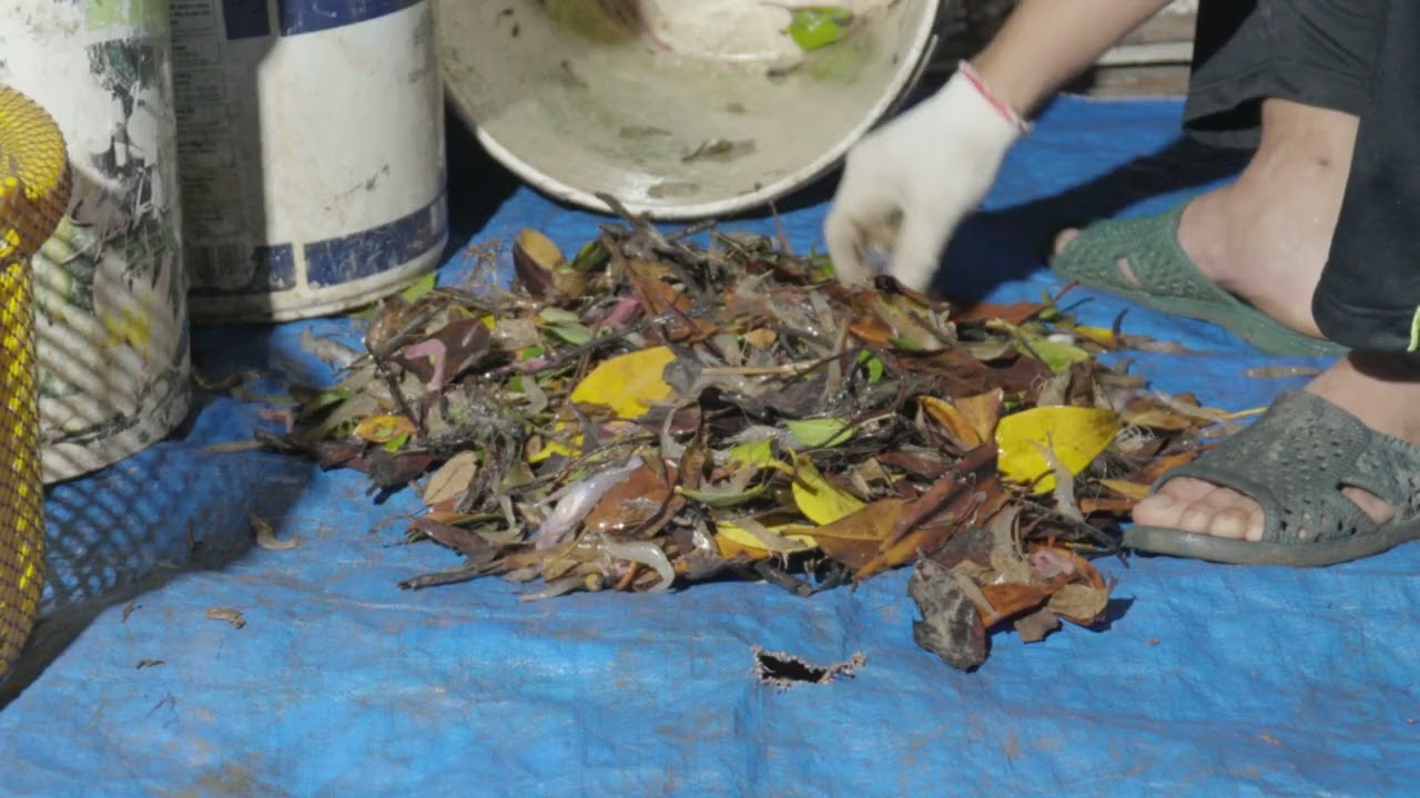 clip mới