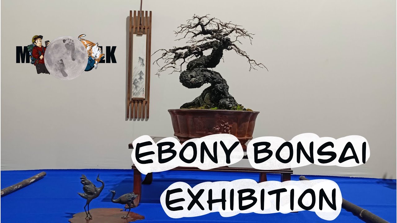 Ebony Bonsai Exhibition Thailand.コクタン 盆栽