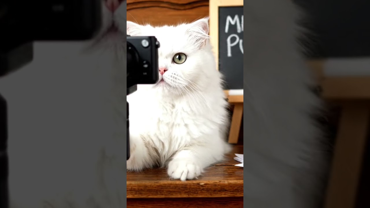 lucky cat and lucky CBD OIL 
