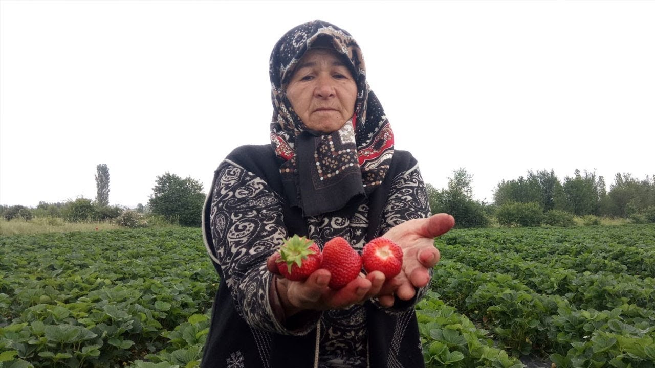 'Yedi Veren Çileği' Üreticisinin Yüzünü Güldürdü-