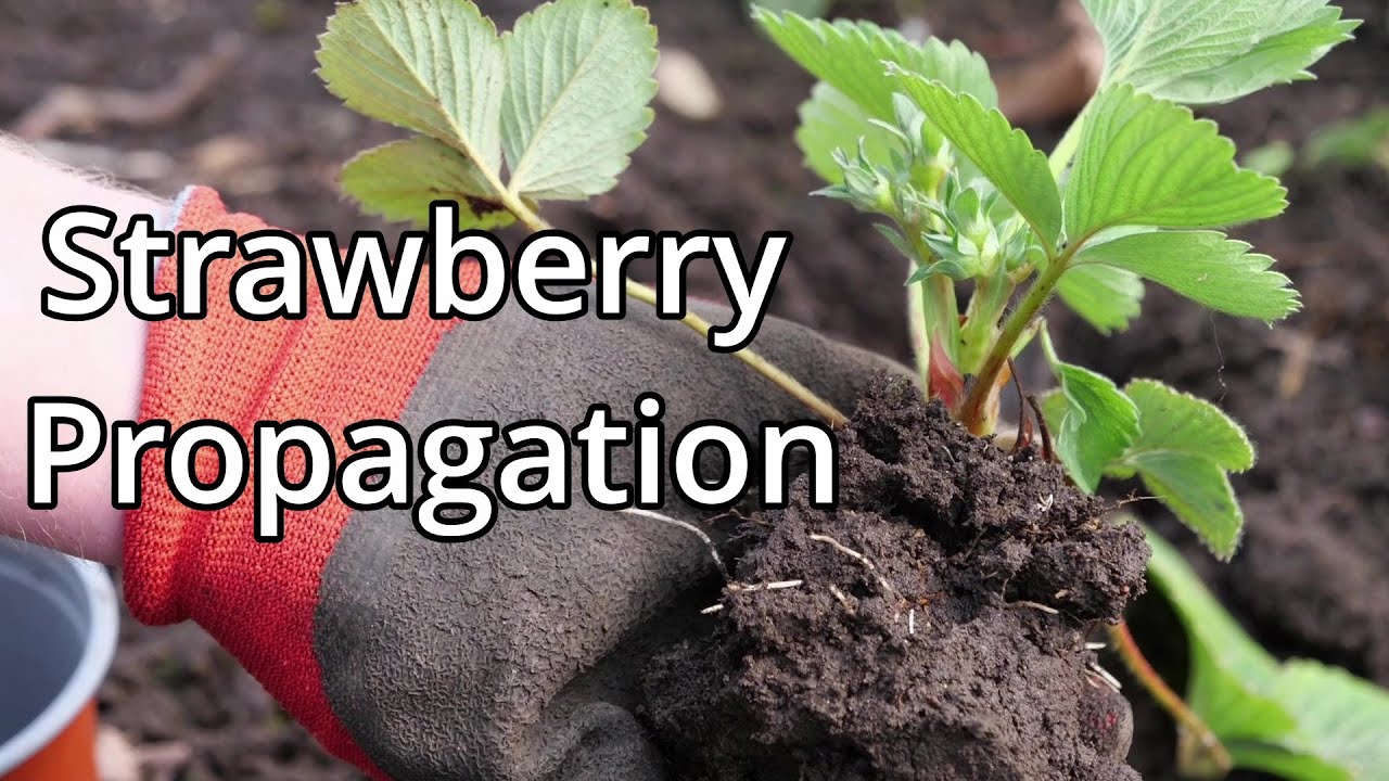 How to Divide and Propagate Strawberry Plants