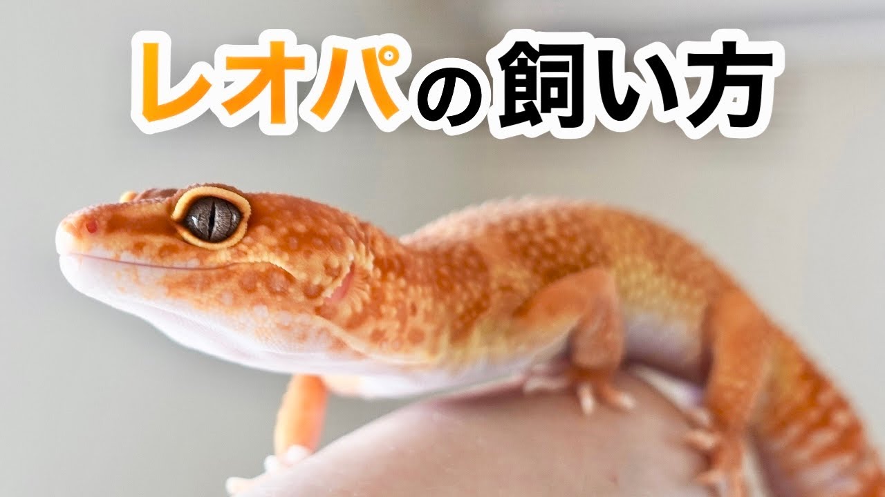 覚悟を持って飼育しよう！！！レオパードゲッコーの飼育方法！お迎え前に必ず見て下さい！！【ヒョウモントカゲモドキ／レオパ】