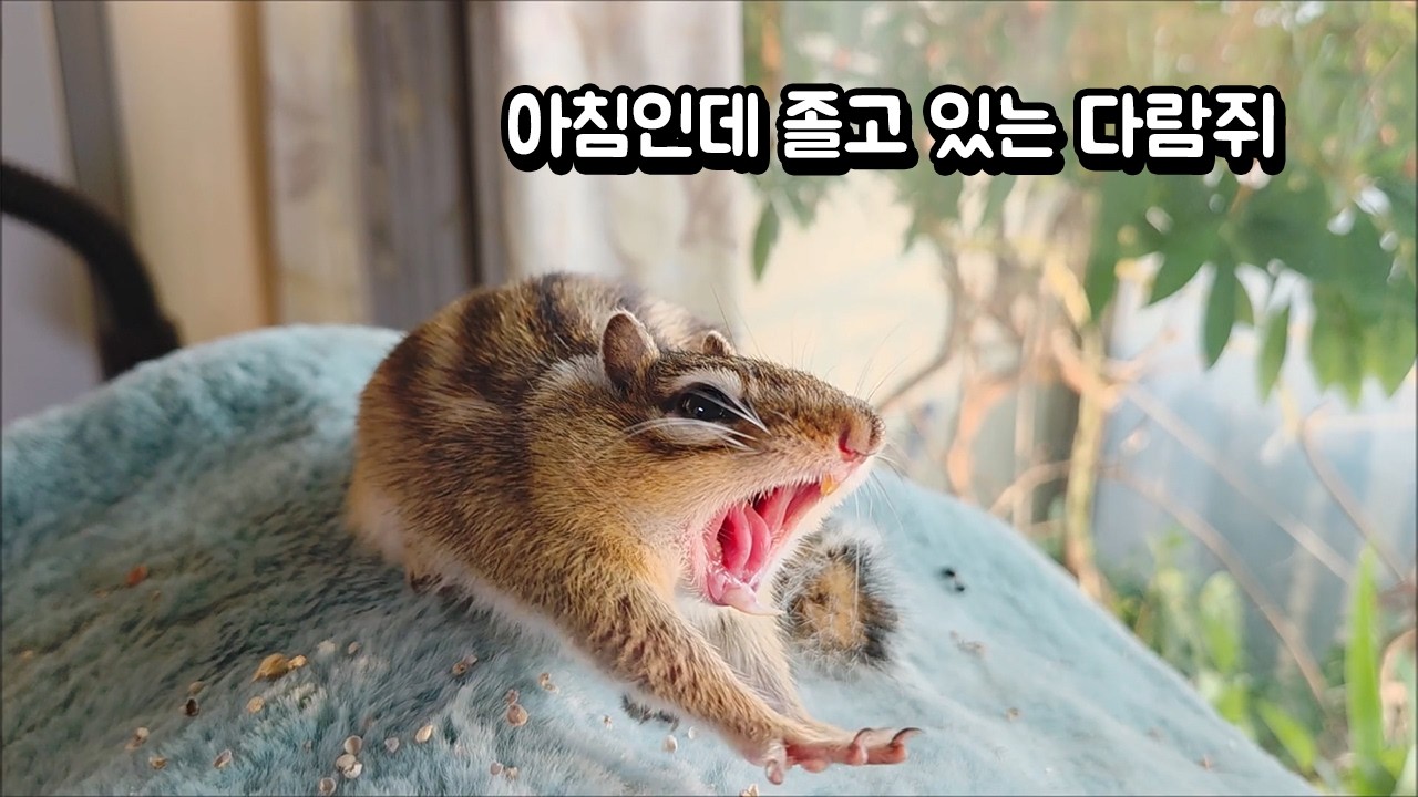 아침인데 졸고 있는 다람쥐