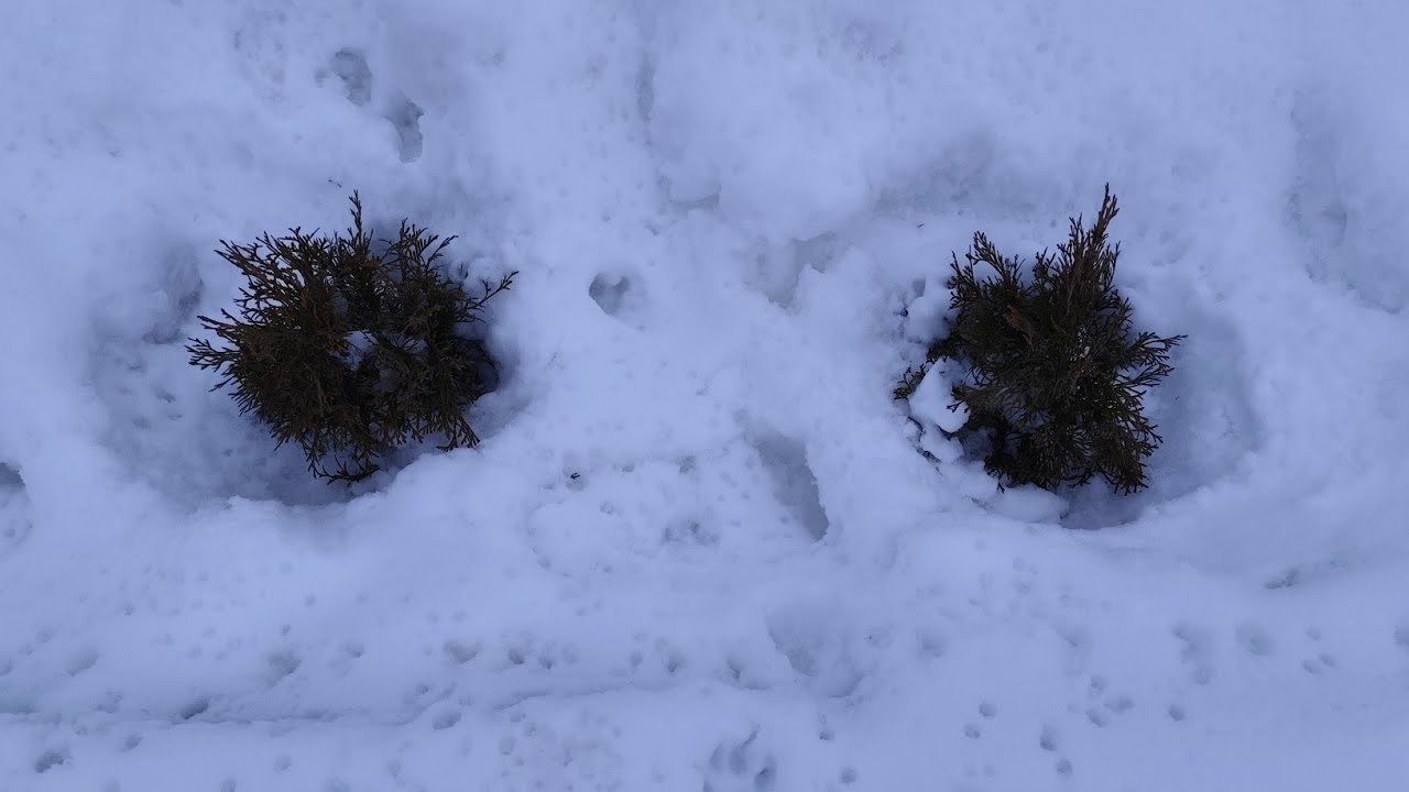 -2 завалило снегом. Появились первые всходы. Освободила туи из плена.//28.01.26.