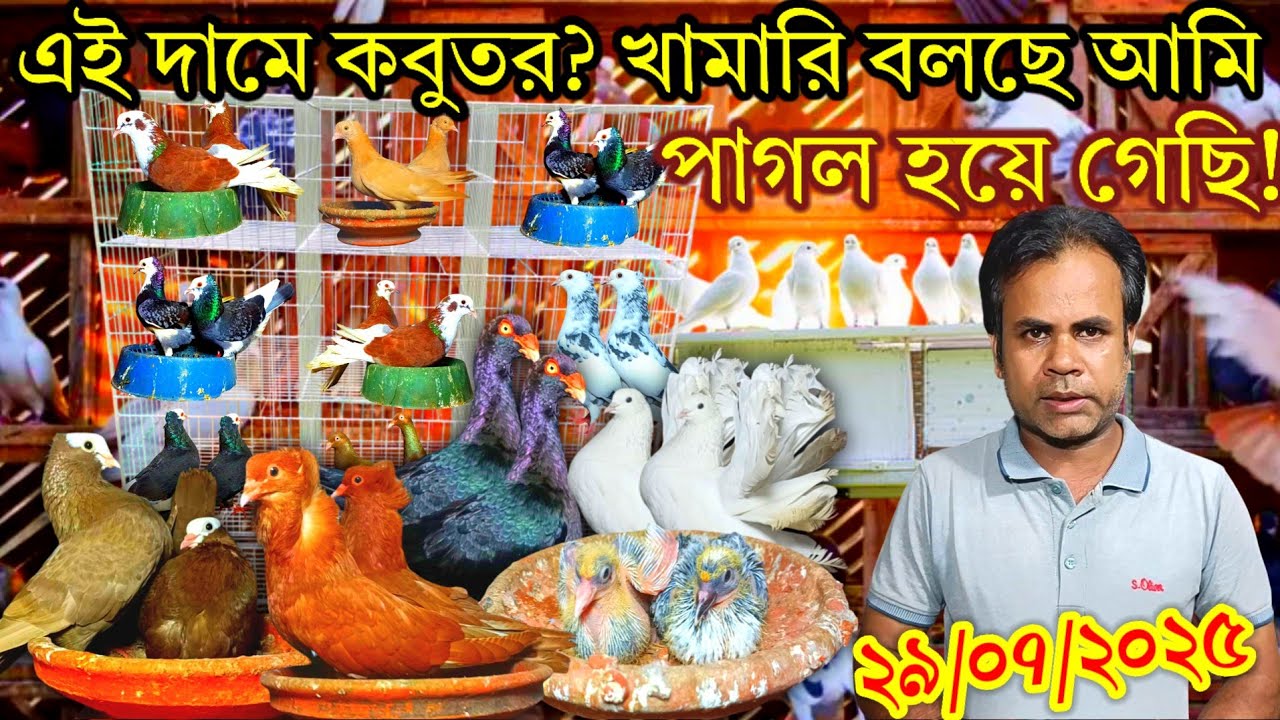 মাত্র ২৫০ টাকায় ইতিহাস এই দামে কবুতর? খামারি বলছে আমি পাগল হয়ে গেছি! Pets 99 vlogs