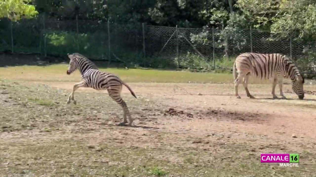 Parco Zoo Falconara: Festa della Mamma in compagnia di un cucciolo di zebra