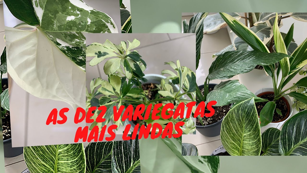 10 PLANTAS VARIEGATAS LINDAS AQUI DO MEU CULTIVO