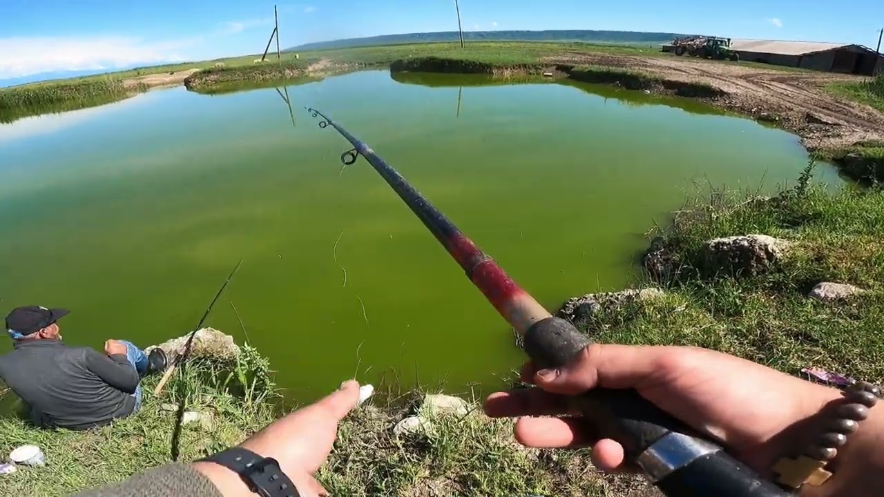 თევზაობა  #თევზაობა #fishing #tevzaoba  #ribalka #nadiroba #ველი #თევზი #lake #riba #fish #nature