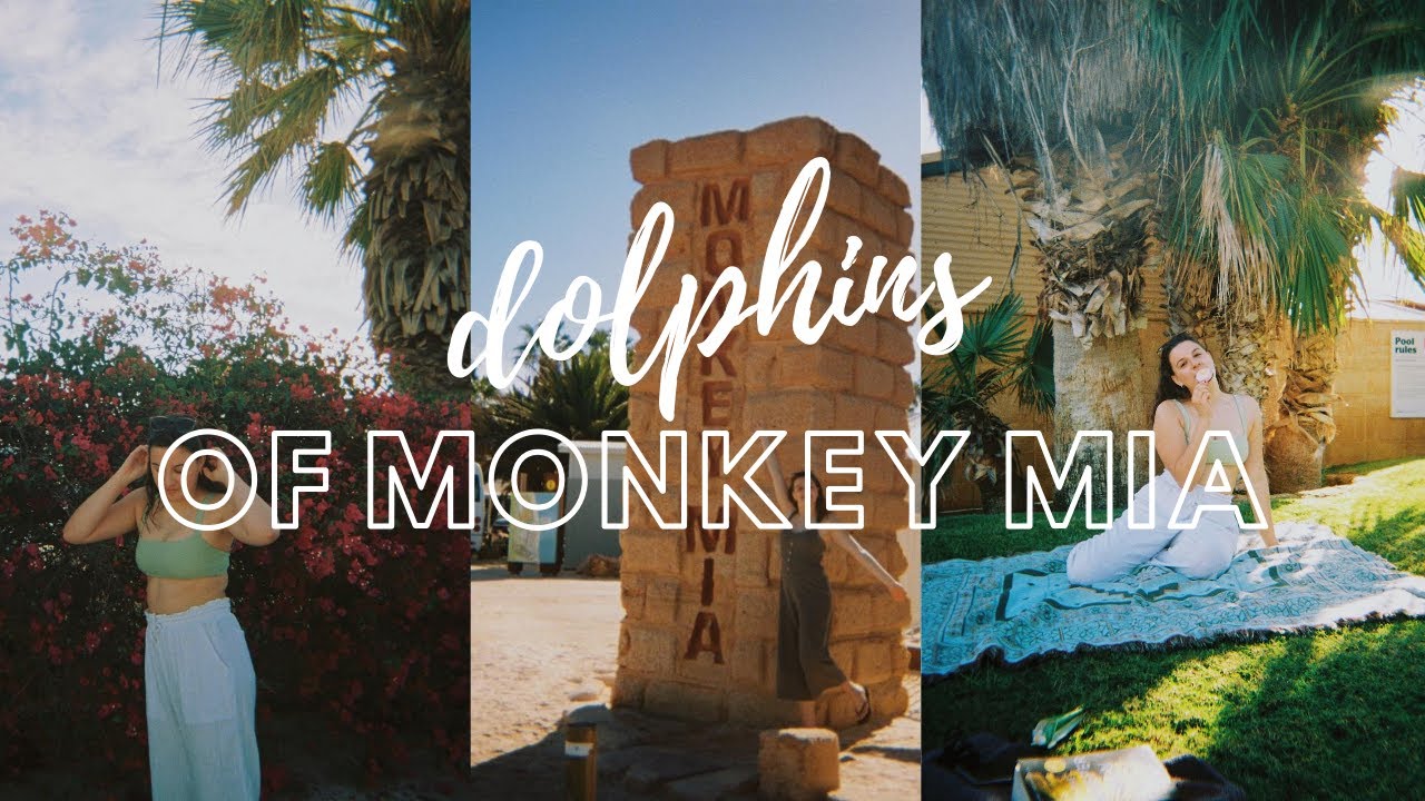 The Dolphins of Monkey Mia | Georgia Meuleners
