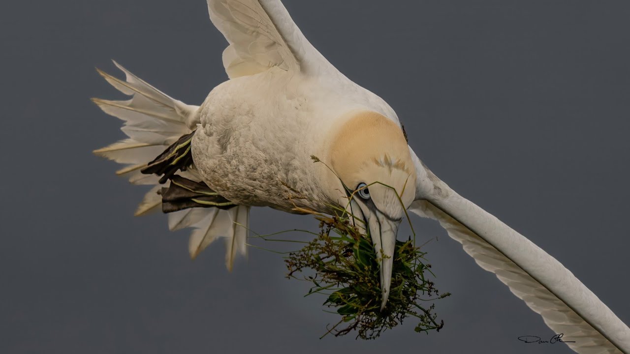 Northern Gannet Colony at Cape St.  Mary's | Newfoundland