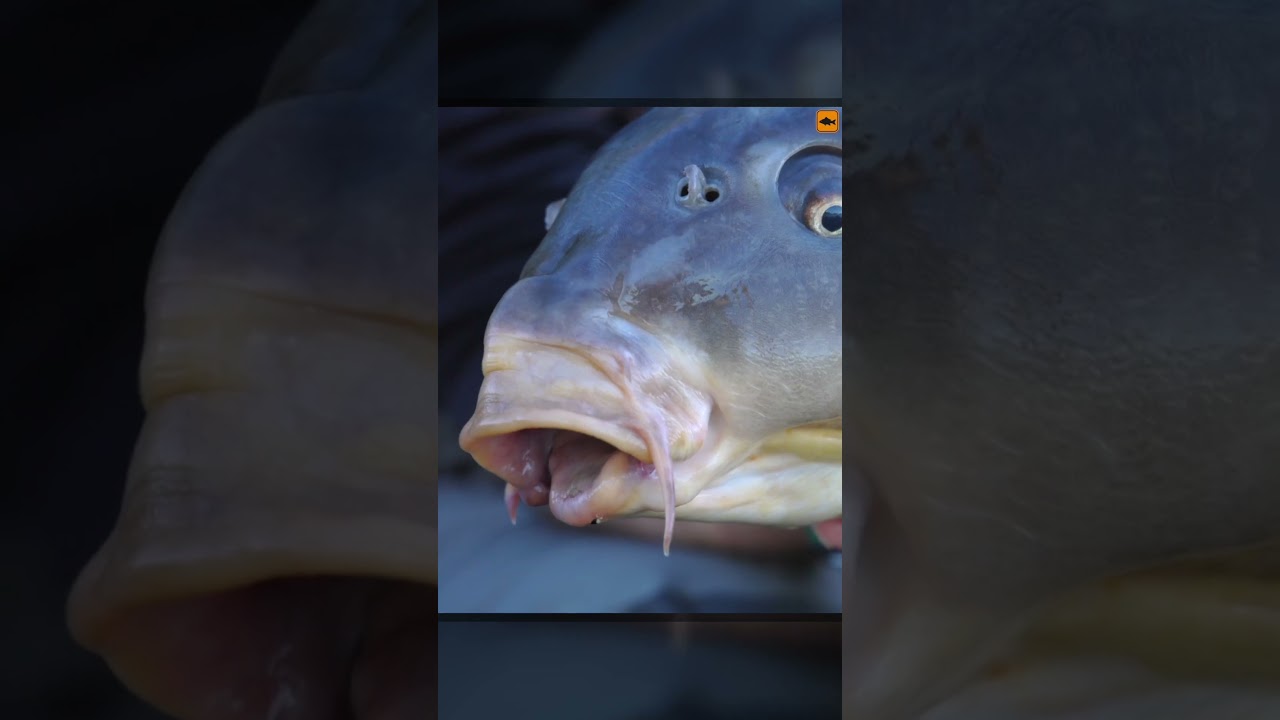 Italian Giant Carp!