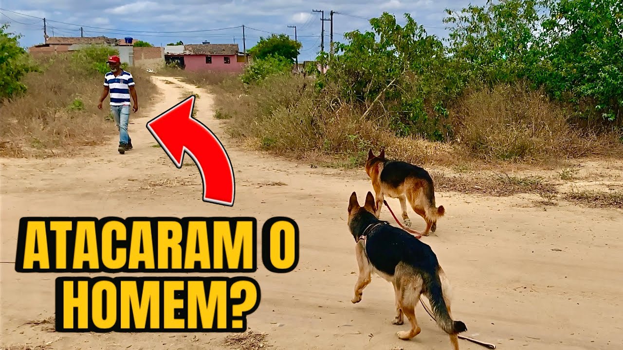 ISSO FOI PERIGOSO! A reação dos Pastores Alemães com um estranho…