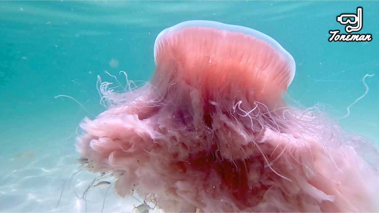 RARE!! Pink Meanie Jellyfish in Pensacola Beach Florida