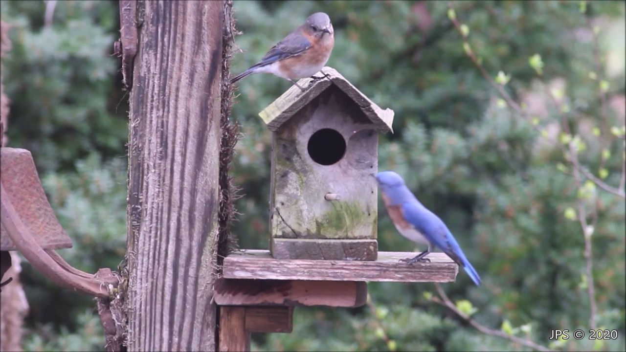 Playing Beethoven and Satie for Bluebirds (Moonlight 1st mvt. & Gymnopedie no. 1 & no. 2)