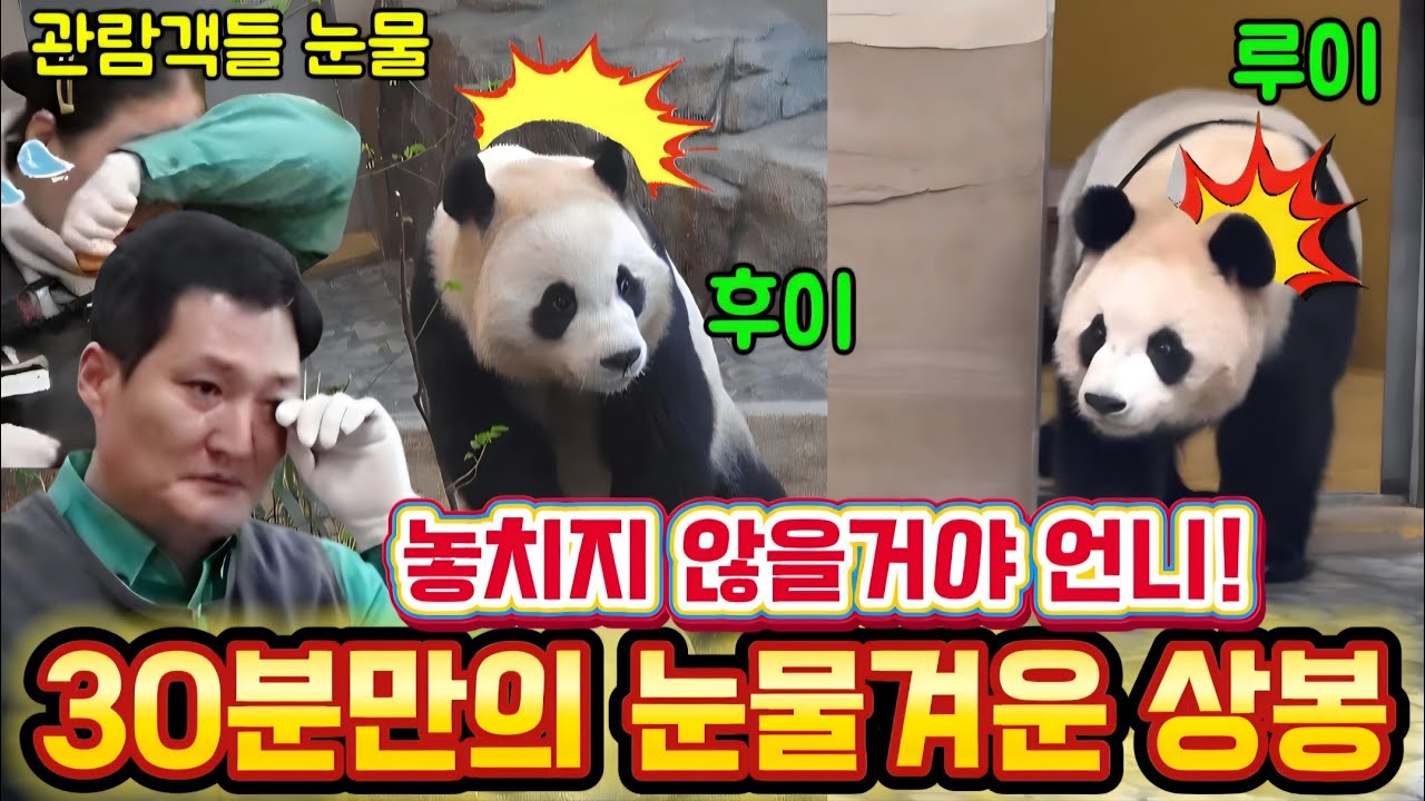 에버랜드 판다월드 💢 세상에나 30분도 안됐는데 루이바오 후이바오 눈물겨운 상봉 놓치지 않을거에요 언니 ~!!