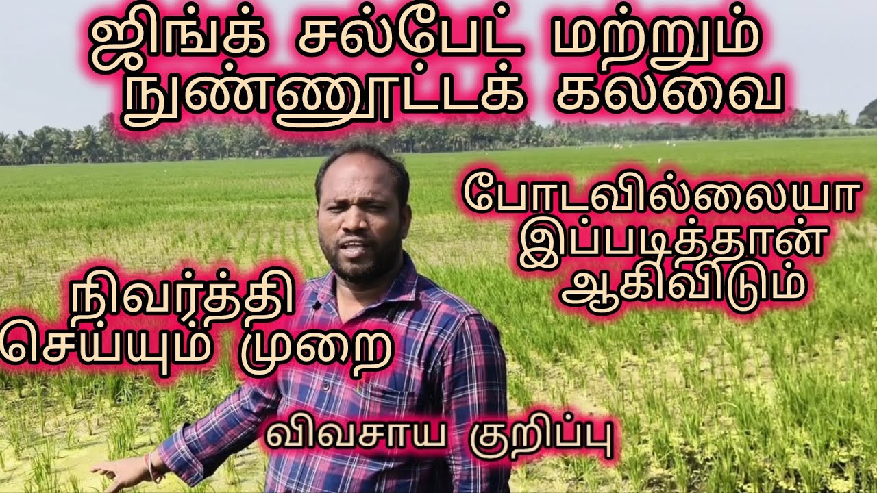 நெல் வயலில் பயிர் திட்டு திட்டாக கரைகிறதா உடனே செய் விவசாய குறிப்பு
