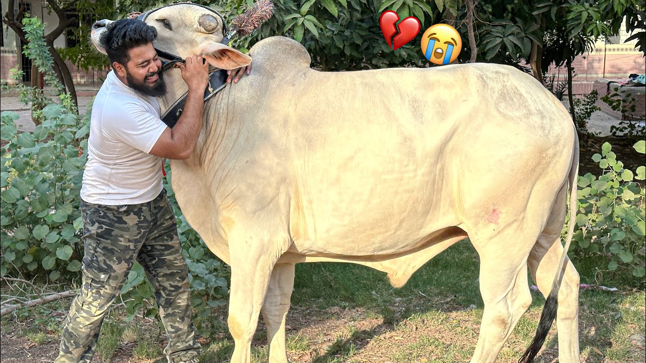 AKHRI MULAKAAT 😭 | LAST DAY 💔 | SYED FAHAD