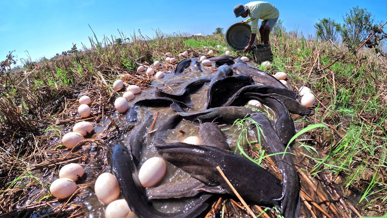 Amazing Fishing - Fisherman catch fish and pick a lot of duck eggs after rain in rice field by hand