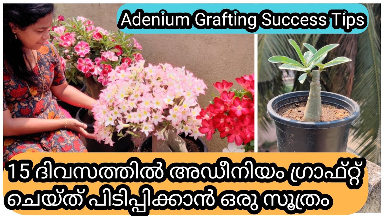 10 Golden Tips to do Adenium Grafting | അഡീനിയം ഗ്രാഫ്റ്റ് ചെയ്യാൻ അറിഞ്ഞിരിക്കേണ്ട 10 ടിപ്സ്