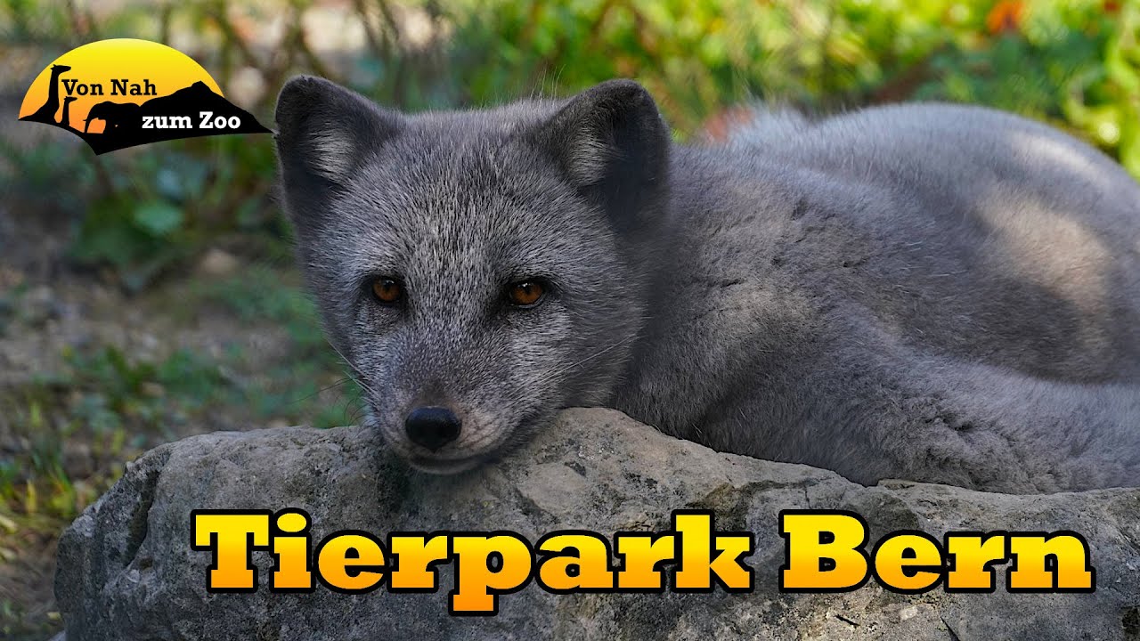Tierpark Bern - anders, aber gut - Von Nah zum Zoo 4k