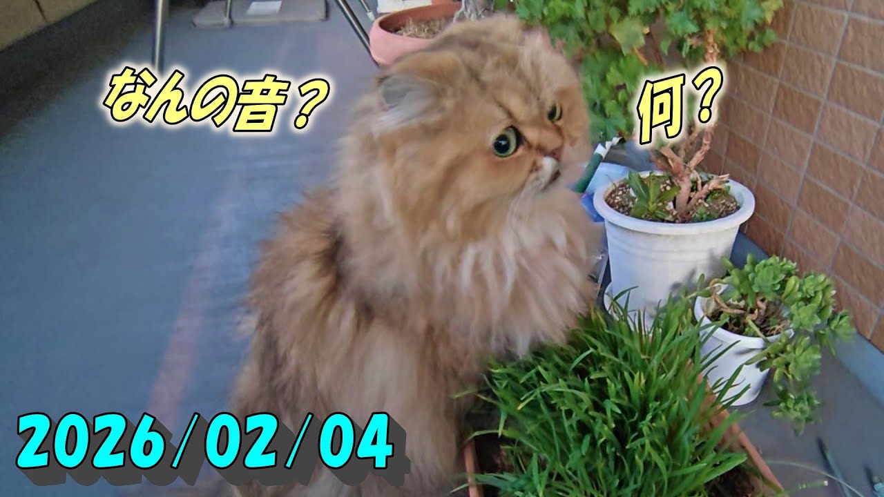 真下に停車した大型トラックの音を気にして辺りを見回すひとみ　Persian cat Hitomi's relaxing days　2026/02/04