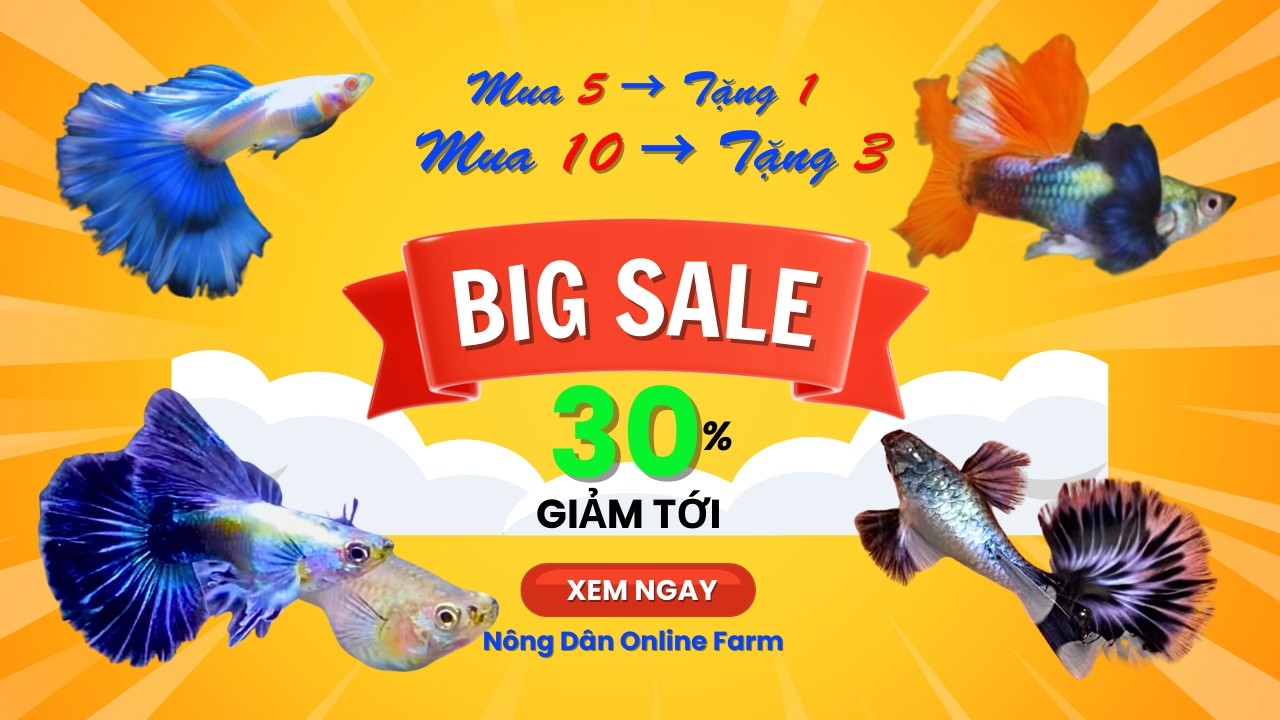 Khuyến Mãi, Tặng Thêm Cá 7 Màu Giống | Nông Dân Online Farm