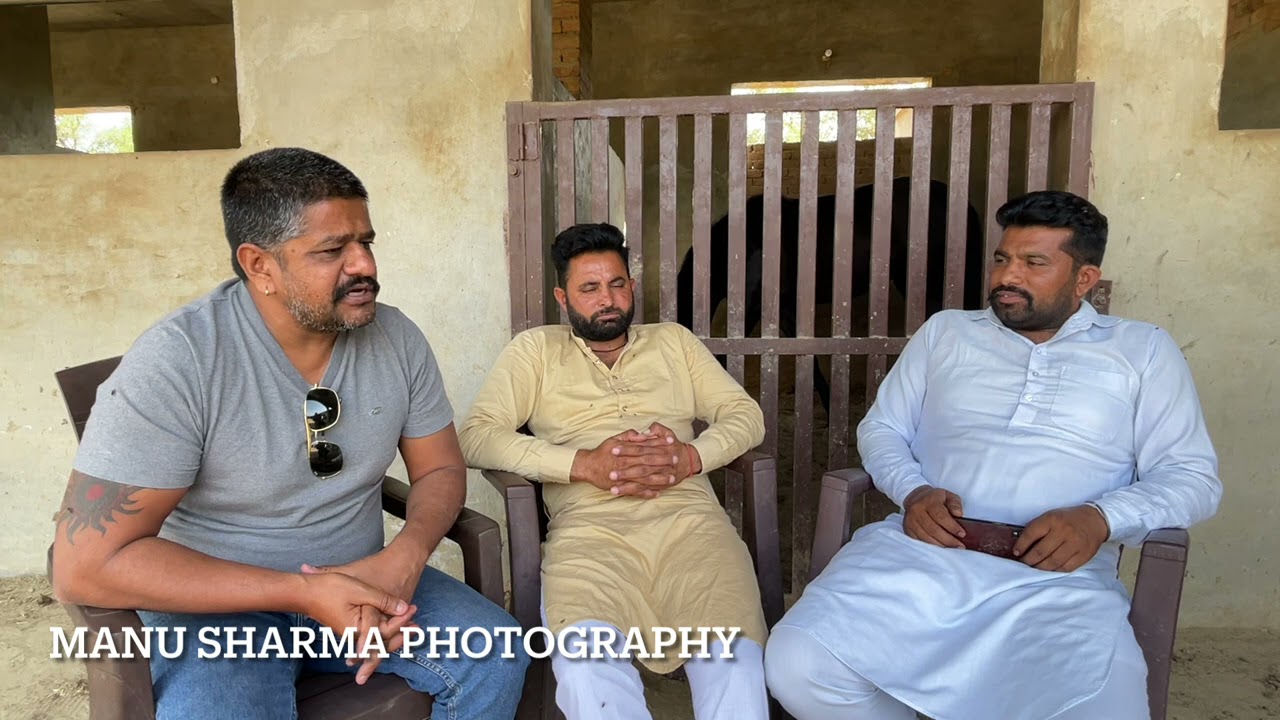 King Of Nukra Horses Sandhu stud Farm Vill Dod PUNJAB