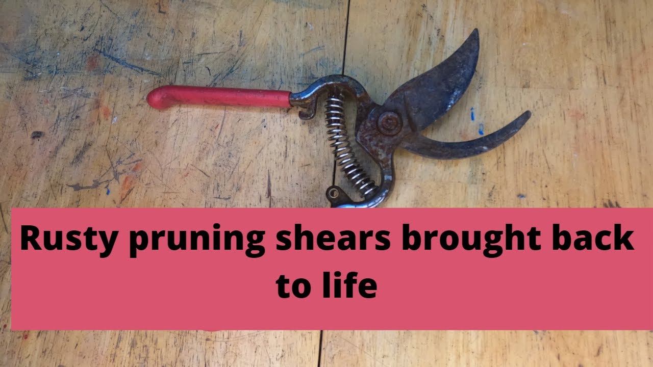 Rusty pruning shears brought back to life.