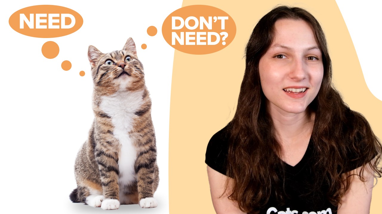 The 10 Things All Cats (Actually) Need