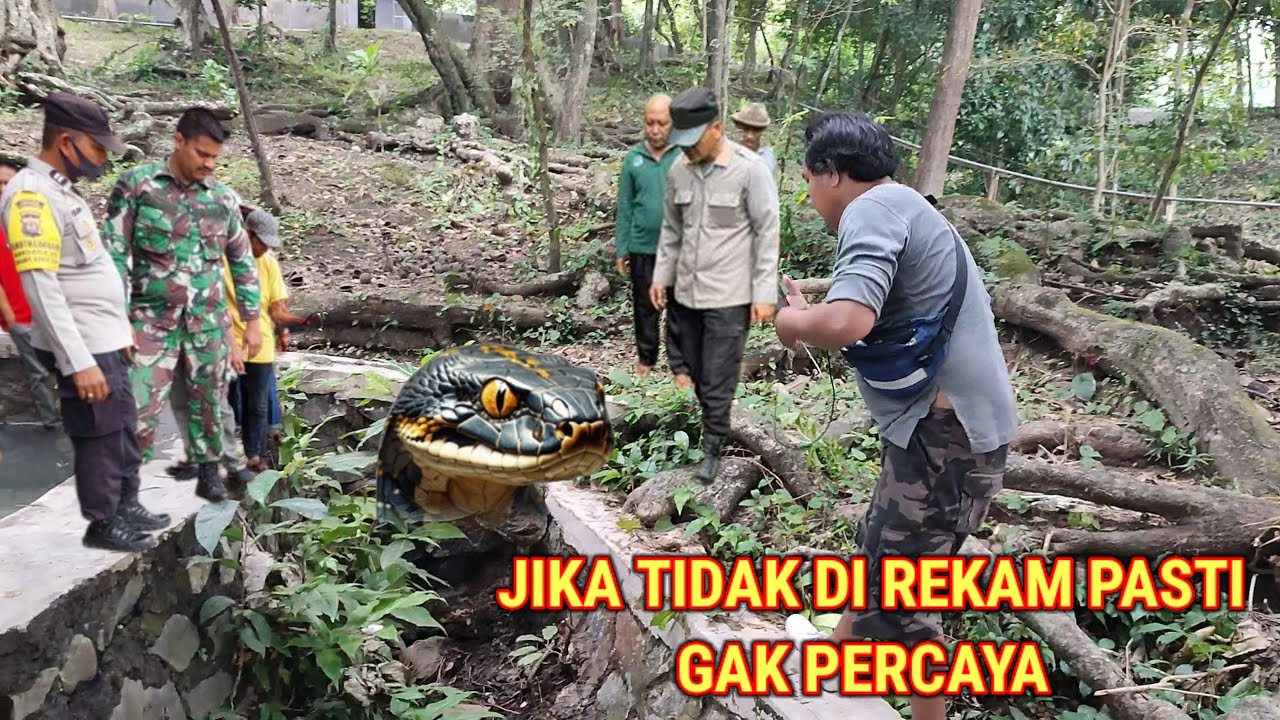 Kejadian Di Jombang! Muncul Sosok Mirip Ular Berbadan Dua