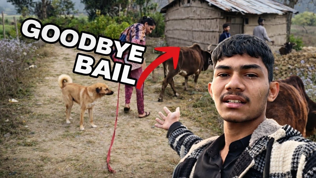 Mummy Ne Bail Ko Jungle Chhod Diya 😢🐂