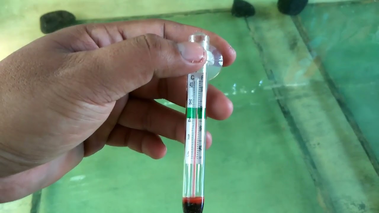 Catfish FRY Management 1 || Day 0: Itsura ng bagong pisang Fry