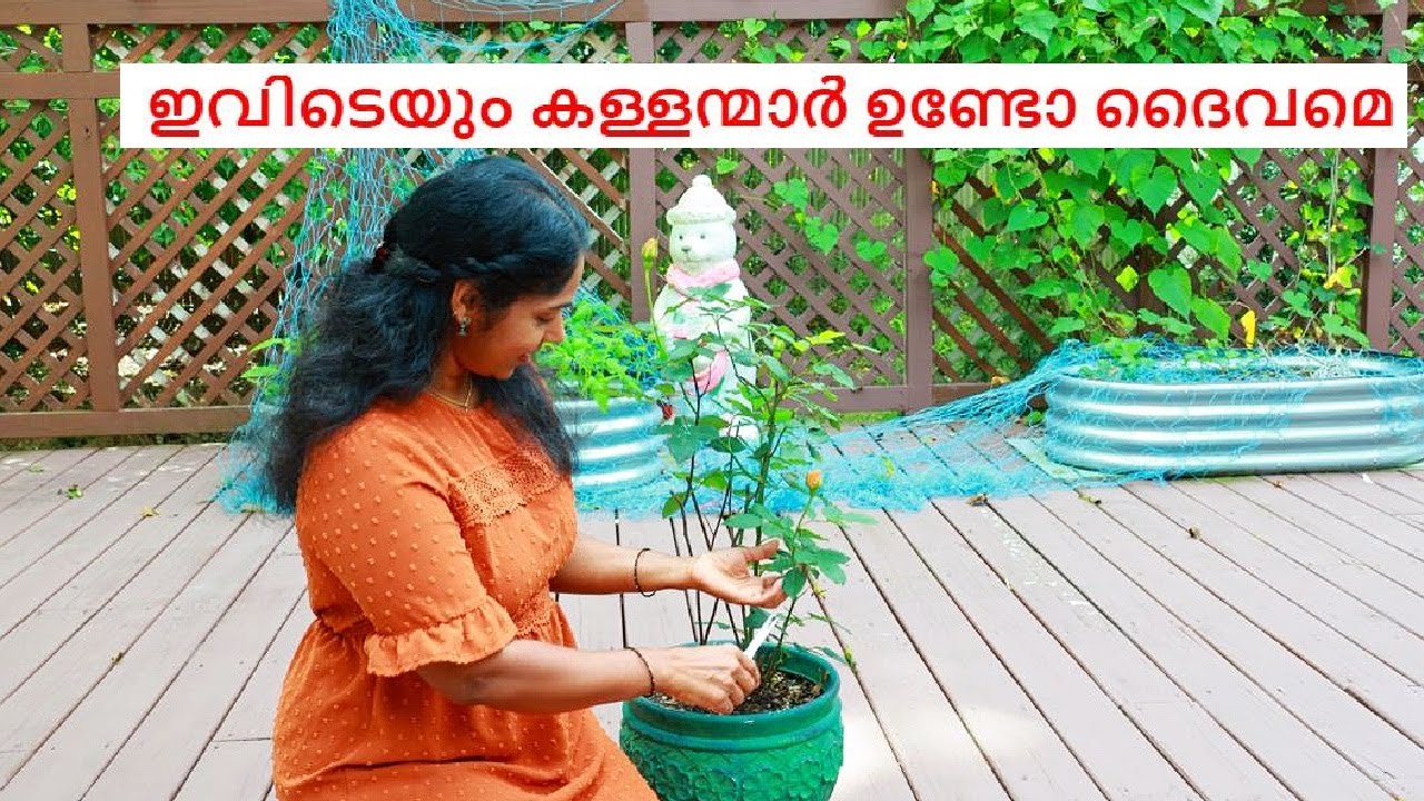 ഇങ്ങിനെ ഒന്ന് വീട്ടിൽനിന്നും മോഷണം പോവുന്നത്ആദ്യമായിട്ടാണ്  കുറച്ചു വിശേഷങ്ങളും കാഴ്ചകളും VLOG