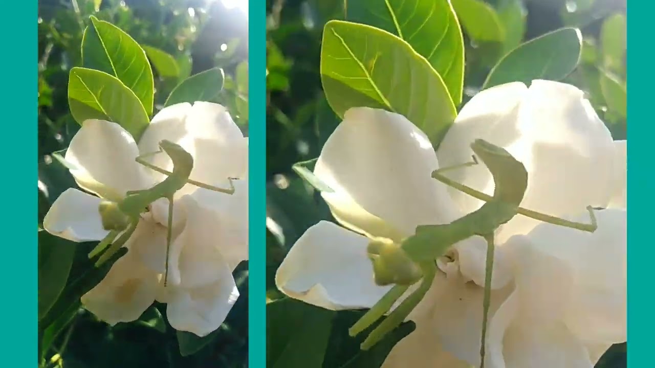 Mantis Serenity | Peaceful Moments on a White Rosal Flower
