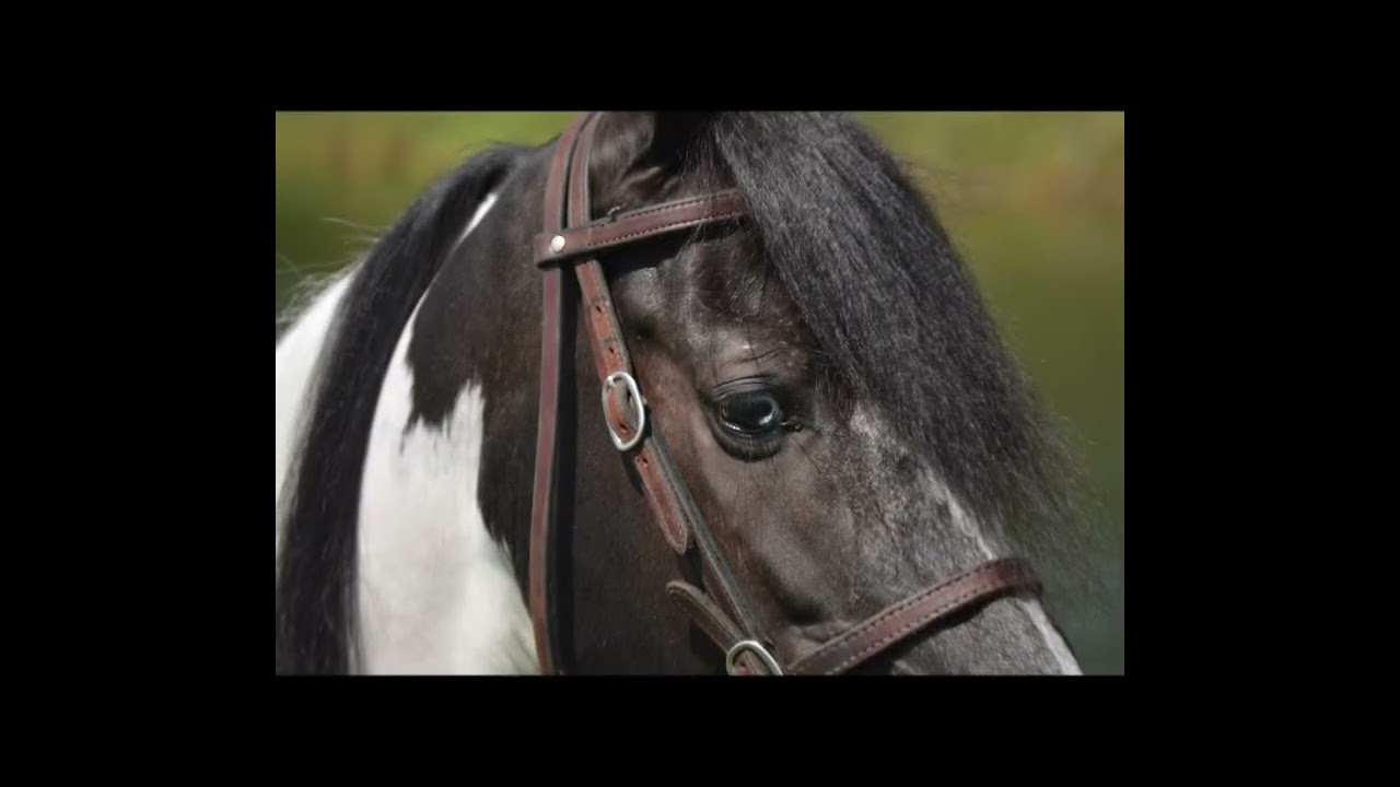 For your consideration, Citizen Kane, 8 year old registered Spotted saddle horse gelding.