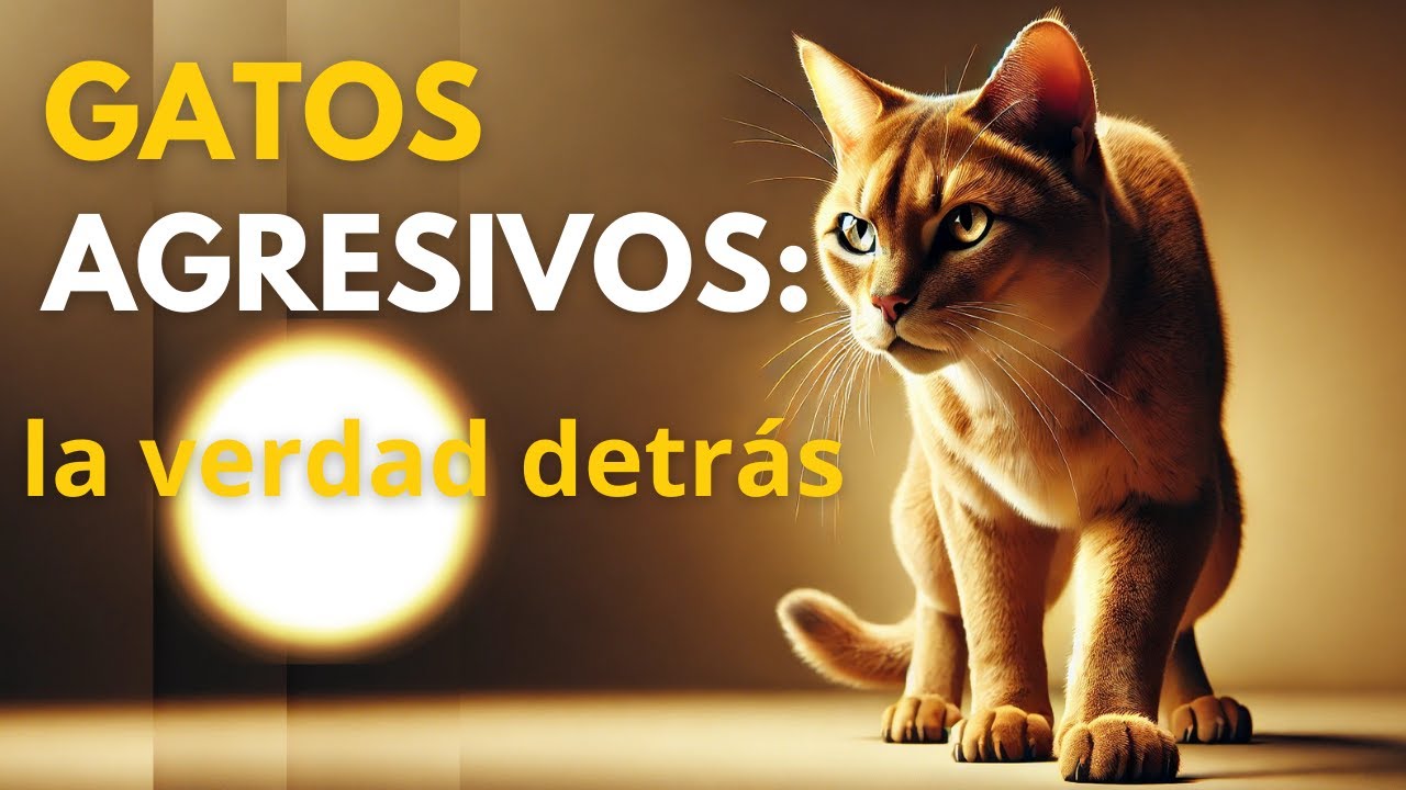 Cómo saber por qué tu gato es agresivo 😾 Encantadora de Gatos