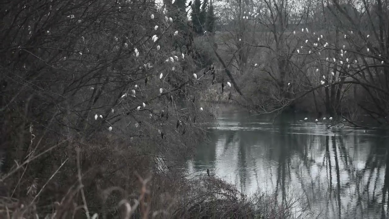 Dormitorio degli uccelli sull fiume Adige.