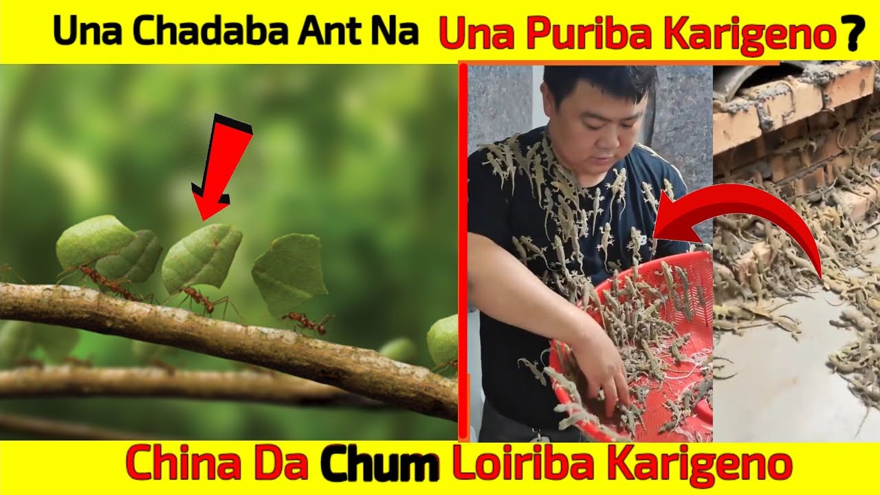 U Mana Chadaba Ant Na U Mana Holiba Karigeno | China Da Chum Farming Touriba Karigeno