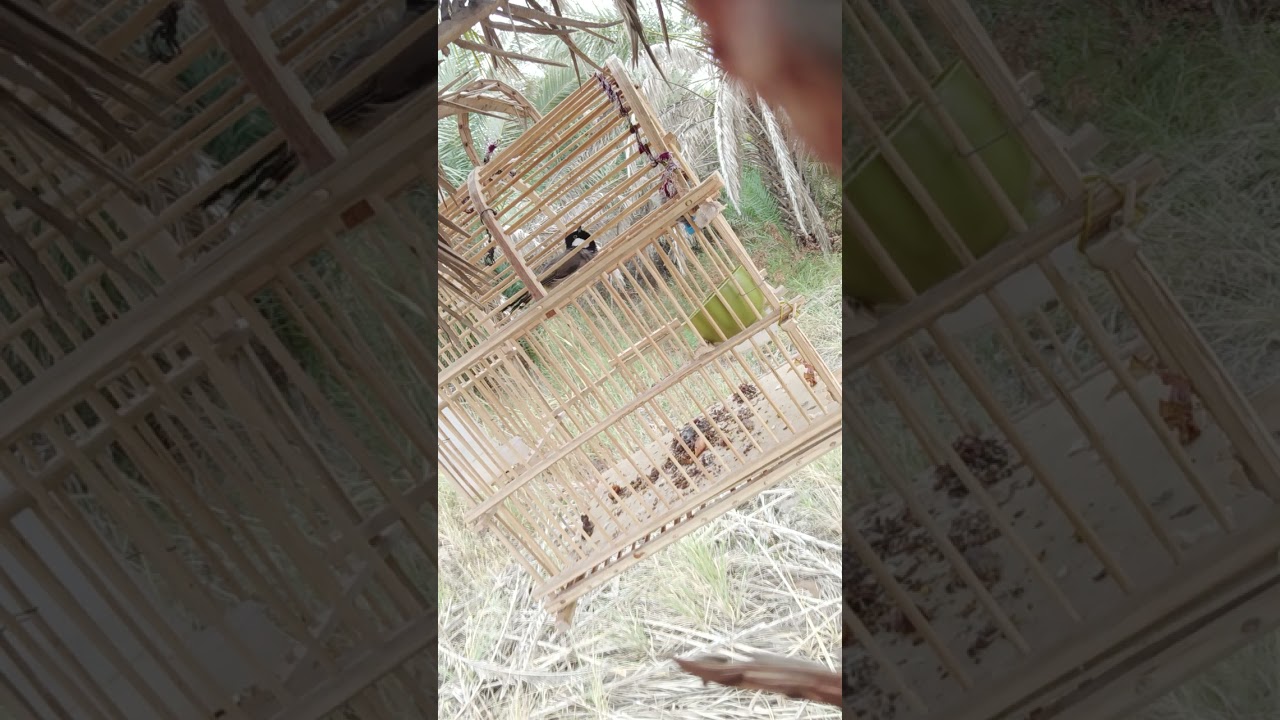 من بساتين ديالى و بلابل ديالى الى احله وارقى متابعين ومشاهدين ربي يحفظكم